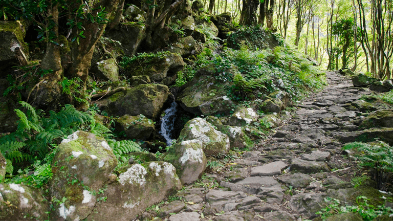 explore-flores-passeios