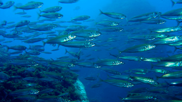 explore-flores-mergulho